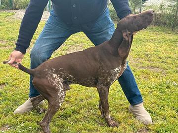 Giovane maschio bracco pronto caccia