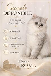 Cucciolo di persiano