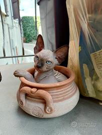 Cucciolo sphynx