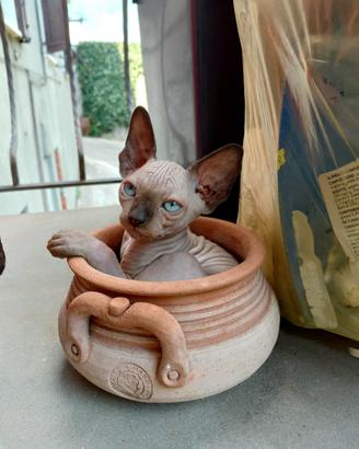 Cucciolo sphynx