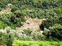 ter-agricolo-a-vallebona