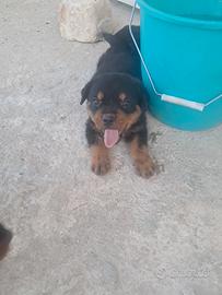rottweiler 