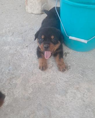 rottweiler 