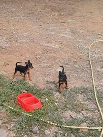 Pinscher