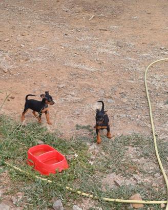 Pinscher