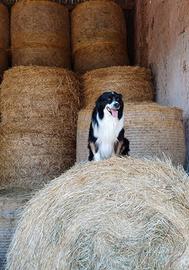 Pastore australiano per riproduzione