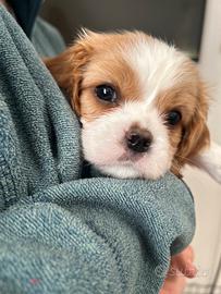 Cavalier King cucciolo