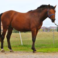 Puledro castrone Ventasso per tutti pronto doma