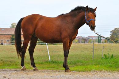 Puledro castrone Ventasso per tutti pronto doma
