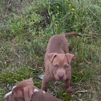 Vendita cucciolo di Pittbull
