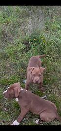 Vendita cucciolo di Pittbull