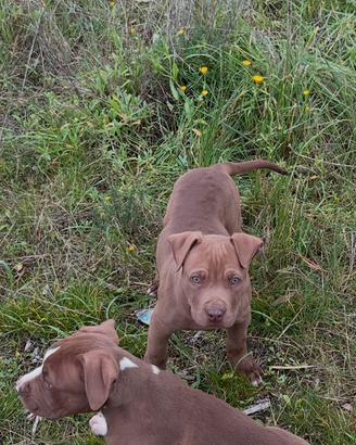 Vendita cucciolo di Pittbull