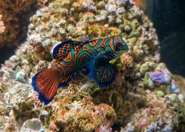 Coppia di Synchiropus splendidus