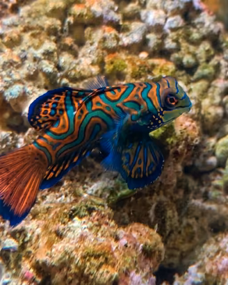 Coppia di Synchiropus splendidus