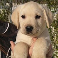 Cucciolo maschio Labrador Retriever