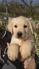 Cucciolo maschio Labrador Retriever