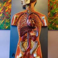 Stand anatomico Somso anni 60