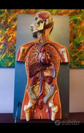 Stand anatomico Somso anni 60