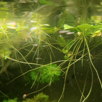 Guppy Mix