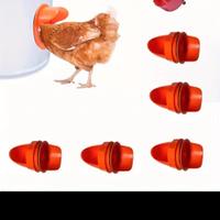 kit mangiatoia polli 