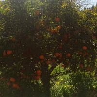 Alberi arance e mandarini - arancio mandarino