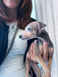 Piccolo Levriero Italiano pedigree enci