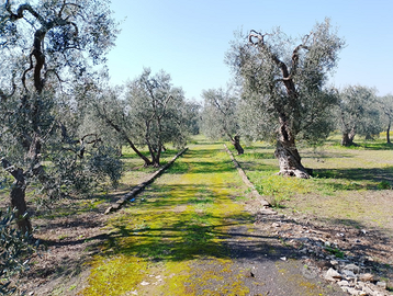 Terreno uliveto a Giovinazzo