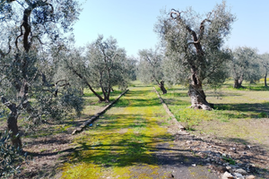 Terreno uliveto a Giovinazzo