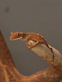 Geco cilliatus