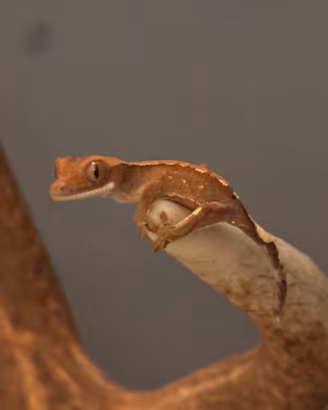 Geco cilliatus