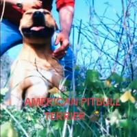 American Pitbull terrier