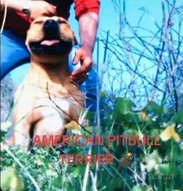 American Pitbull terrier