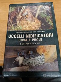 uccelli 