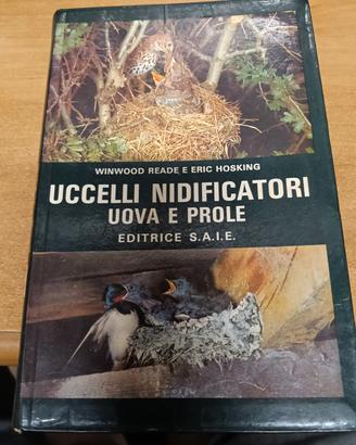 uccelli 