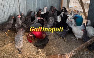 Galline ovaiole colorate