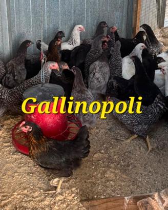 Galline ovaiole colorate