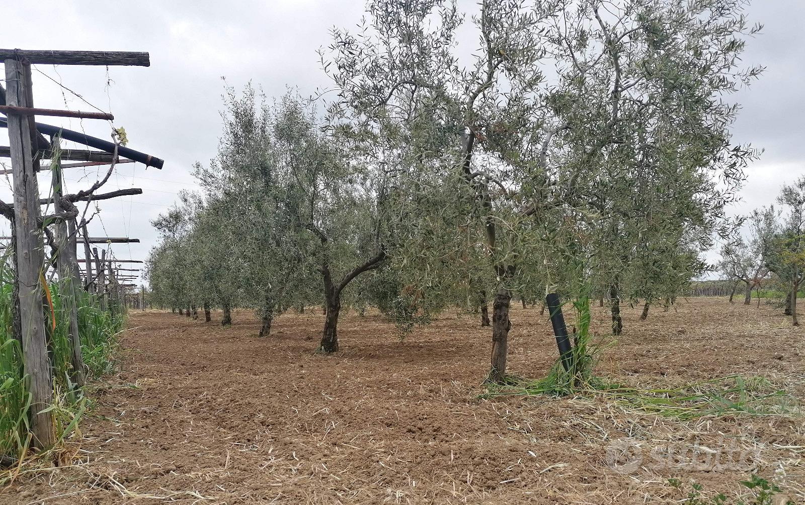 Uliveto a Margherita di Savoia - View 2