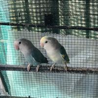 Coppia inseparabile 50