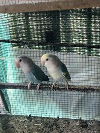 Coppia inseparabile 50