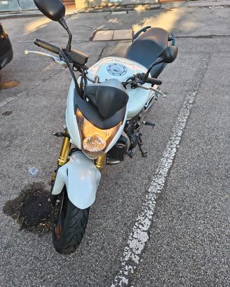 Honda hornet