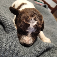 Lagotto romagnolo