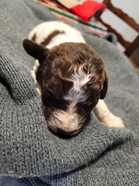 Lagotto romagnolo