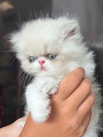 Gattino persiano