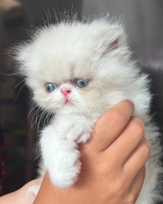 Gattino persiano