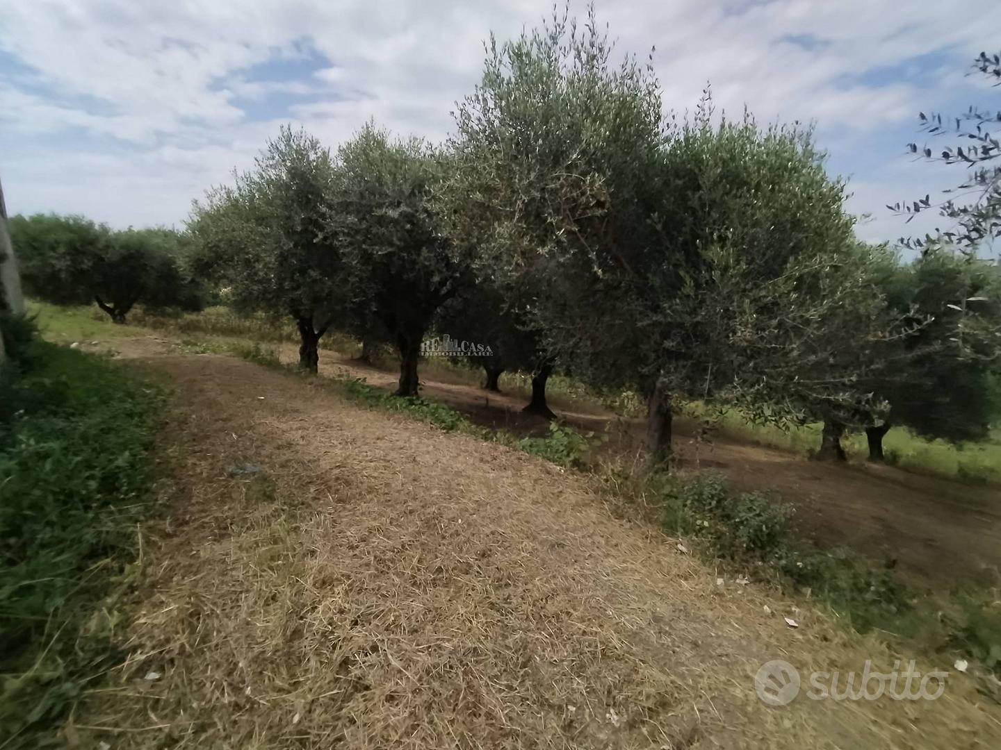 Casale / Rustico - Monteprandone - Vista 4