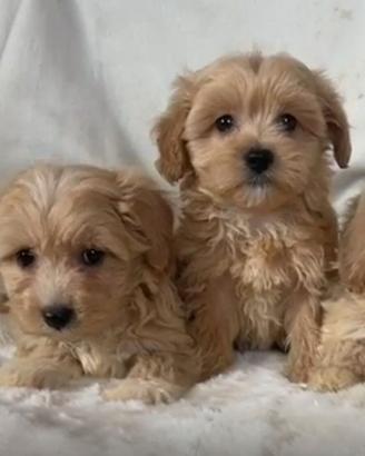 Maltipoo originali
