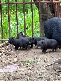 Maialino vietnamita,maialino nano,maialino,minipig