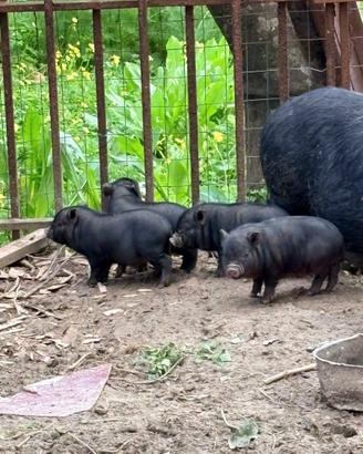 Maialino vietnamita,maialino nano,maialino,minipig