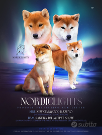 Shiba inu cuccioli