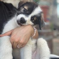 Cuccioli meticci taglia media, adozione